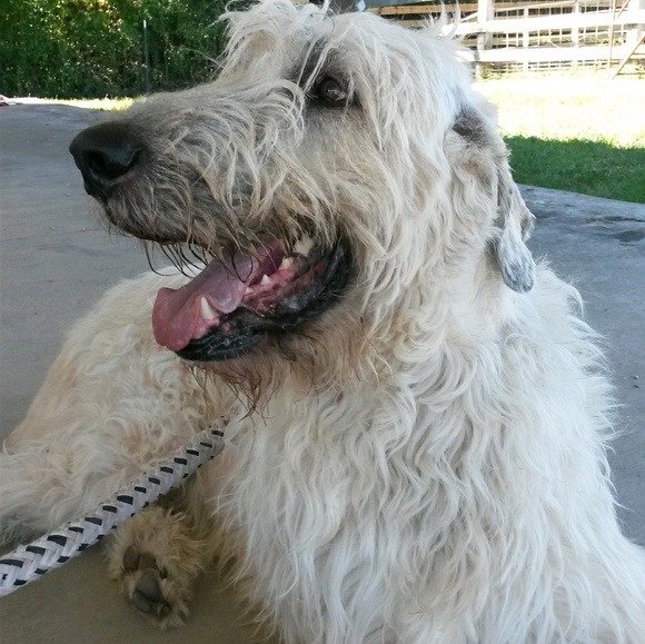 Meet your Posher, Lisa - Picture 1 of 1